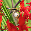Rufous Hummingbird by Kim Mobley
