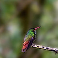 Rufous-tailed Hummingbird Photograph by Heiko Koehrer-Wagner Rufous-tailed Hummingbird Photograph by Heiko Koehrer-Wagner