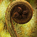 Rust and Fern Photograph by Heiko Koehrer-Wagner Rust and Fern Photograph by Heiko Koehrer-Wagner