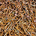 Rusty Nails Abstract Art Photograph by James BO Insogna Rusty Nails Abstract Art Photograph by James BO Insogna