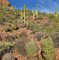 Saguaro And Barrel Cacti Tonto N M Photograph by Yva Momatiuk John Eastcott Saguaro And Barrel Cacti Tonto N M Photograph by Yva Momatiuk John Eastcott