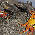 Sally Lightfoot Crabs And Marine Photograph by Tui De Roy Sally Lightfoot Crabs And Marine Photograph by Tui De Roy