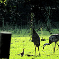 Sandhill Cranes and the First Chick of Spring Painting by George Pedro Sandhill Cranes and the First Chick of Spring Painting by George Pedro
