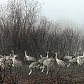 Sandhill Cranes in the Fog Photograph by Farol Tomson Sandhill Cranes in the Fog Photograph by Farol Tomson