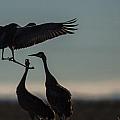 Sandhill Landing Photograph by Kevin Dietrich