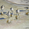Sandpipers 2 watercolor 5-13-12 julianne felton Painting by Julianne Felton Sandpipers 2 watercolor 5-13-12 julianne felton Painting by Julianne Felton