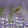 Savannah Sparrow And Nootka Lupine by Ingo Arndt Savannah Sparrow And Nootka Lupine by Ingo Arndt