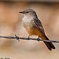 Say's Phoebe on a Barbed Wire Photograph by Jeff Goulden Say's Phoebe on a Barbed Wire Photograph by Jeff Goulden