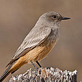Say's Phoebe on a Fence Post Photograph by Jeff Goulden Say's Phoebe on a Fence Post Photograph by Jeff Goulden
