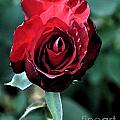 Red Rose Bloom Digital Art by Kirt Tisdale Red Rose Bloom Digital Art by Kirt Tisdale