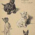 Scotch Terrier And White Westie by Cecil Charles Windsor Aldin Scotch Terrier And White Westie by Cecil Charles Windsor Aldin