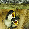 Baby Birds Screaming Hungry Photograph by Christina Rollo Baby Birds Screaming Hungry Photograph by Christina Rollo