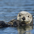 Sea Otter Alaska Photograph by Michael Quinton Sea Otter Alaska Photograph by Michael Quinton
