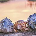 Sea Shells Image Art Photograph by Jo Ann Tomaselli Sea Shells Image Art Photograph by Jo Ann Tomaselli