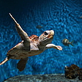 Sea Turtle 5d25085 by Wingsdomain Art and Photography Sea Turtle 5d25085 by Wingsdomain Art and Photography