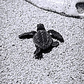 Sea Turtle Photograph by Sebastian Musial Sea Turtle Photograph by Sebastian Musial