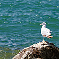 Seagull on Rock Photograph by Lars Lentz Seagull on Rock Photograph by Lars Lentz