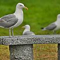 Seagull on Stone Bench Photograph by Mitchell R Grosky Seagull on Stone Bench Photograph by Mitchell R Grosky
