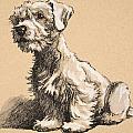 Sealyham by Cecil Charles Windsor Aldin Sealyham by Cecil Charles Windsor Aldin