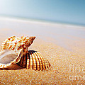 Seashell And Conch by Carlos Caetano Seashell And Conch by Carlos Caetano