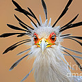 Secretary bird portrait close-up head shot Photograph by Johan Swanepoel Secretary bird portrait close-up head shot Photograph by Johan Swanepoel