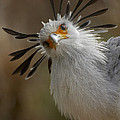 Secretary Bird Portrait Photograph by San Diego Zoo Secretary Bird Portrait Photograph by San Diego Zoo