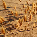 Seed and sand by Andrew McInnes Seed and sand by Andrew McInnes