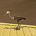 Sepia Toned Heron On Rooftop by Marian Bell Sepia Toned Heron On Rooftop by Marian Bell