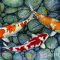 Serenity Koi Painting by Hailey E Herrera Serenity Koi Painting by Hailey E Herrera