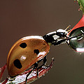 Seven-spotted Ladybird Drinking Photograph by Jef Meul Seven-spotted Ladybird Drinking Photograph by Jef Meul