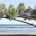 Shade Tree Panoramic Photograph by Mike McGlothlen Shade Tree Panoramic Photograph by Mike McGlothlen