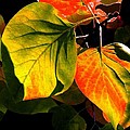 Shades And Shadows by Will Borden Shades And Shadows by Will Borden