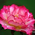 Shades of Pink Photograph by Jackie Farnsworth Shades of Pink Photograph by Jackie Farnsworth