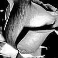 Shades Of Rose by Nina Ficur Feenan Shades Of Rose by Nina Ficur Feenan