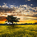Shadows At Sunset Photograph by Debra and Dave Vanderlaan Shadows At Sunset Photograph by Debra and Dave Vanderlaan