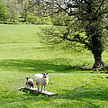 'Sheep Bridge' at Thorpe by Rod Johnson