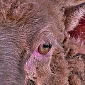 Sheep Close Up 2 by Bill Owen Sheep Close Up 2 by Bill Owen