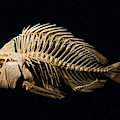 Sheepshead Fish Skeleton Photograph by Millard H. Sharp Sheepshead Fish Skeleton Photograph by Millard H. Sharp