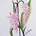 Shell Ginger by Karin Dawn Kelshall- Best Shell Ginger by Karin Dawn Kelshall- Best