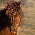 Shetland Pony At Sunset by Michelle Wrighton