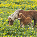 Shetland Pony Foal In Marsh Marigold by Bill Coster Shetland Pony Foal In Marsh Marigold by Bill Coster