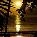 Shimmer by Holly Kempe Shimmer by Holly Kempe