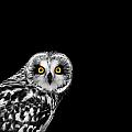 Short-Eared Owl Photograph by Mark Rogan Short-Eared Owl Photograph by Mark Rogan