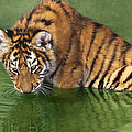 Siberian Tiger Cub in Pond Endangered Species Wildlife Rescue Photograph by Dave Welling Siberian Tiger Cub in Pond Endangered Species Wildlife Rescue Photograph by Dave Welling