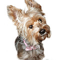 Silky Terrier by Paul Tagliamonte Silky Terrier by Paul Tagliamonte