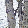 Silver birch trees at a sunny lake Photograph by Heiko Koehrer-Wagner Silver birch trees at a sunny lake Photograph by Heiko Koehrer-Wagner