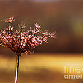 Simplicity Photograph by Micki Findlay Simplicity Photograph by Micki Findlay