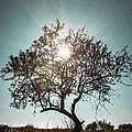 Single Tree Photograph by Carlos Caetano Single Tree Photograph by Carlos Caetano