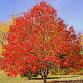 Single Tree Photograph by Eunice Miller Single Tree Photograph by Eunice Miller