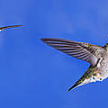 Sky Blue Flyers Collage Photograph by Leda Robertson